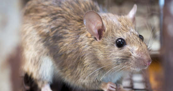 rata,Solucions per la desratització andorra- Ecotècnic Andorra