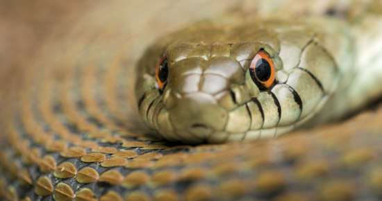 prevenció i control de serps