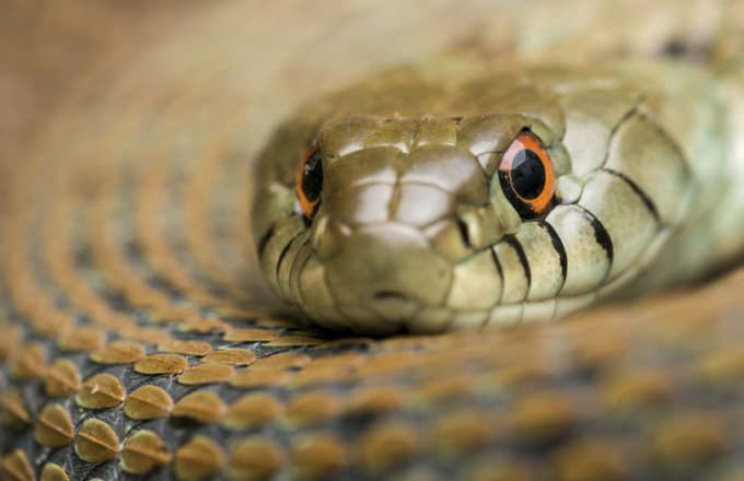 prevenció i control de serps