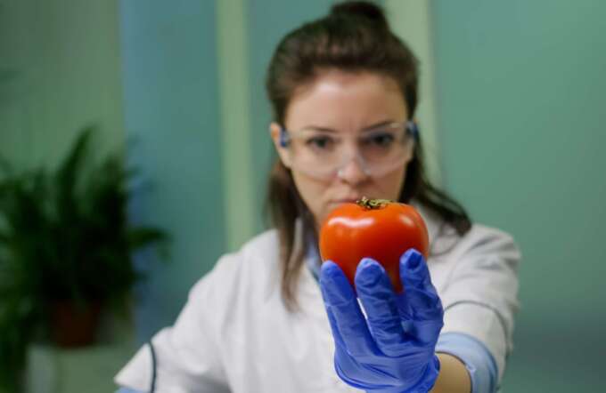 Vista frontal d'una dona investigadora biòloga que analitza pebrot injectat amb ADN químic per a un experiment d'agricultura científica. Ecotècnic Andorra